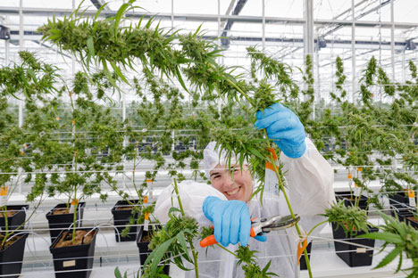 Die Produktion der Cannabispflanzen von Tilray erfolgt gem Good Manufacturing Practices (Foto: Tilray)